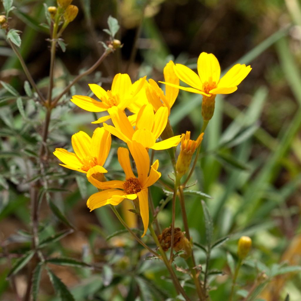 Aufrechte Studentenblume lemmonii (Samen) - Tagetes