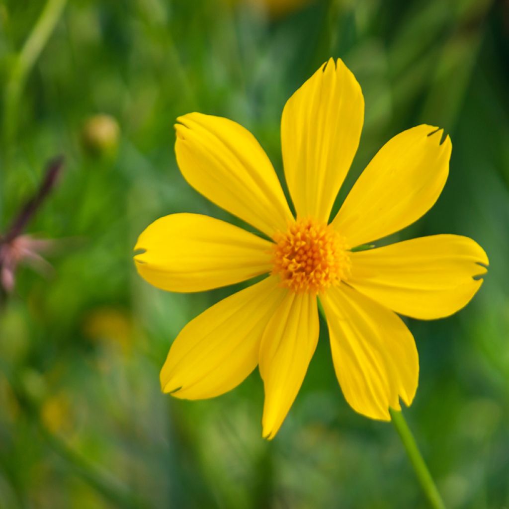 Aufrechte Studentenblume lemmonii (Samen) - Tagetes