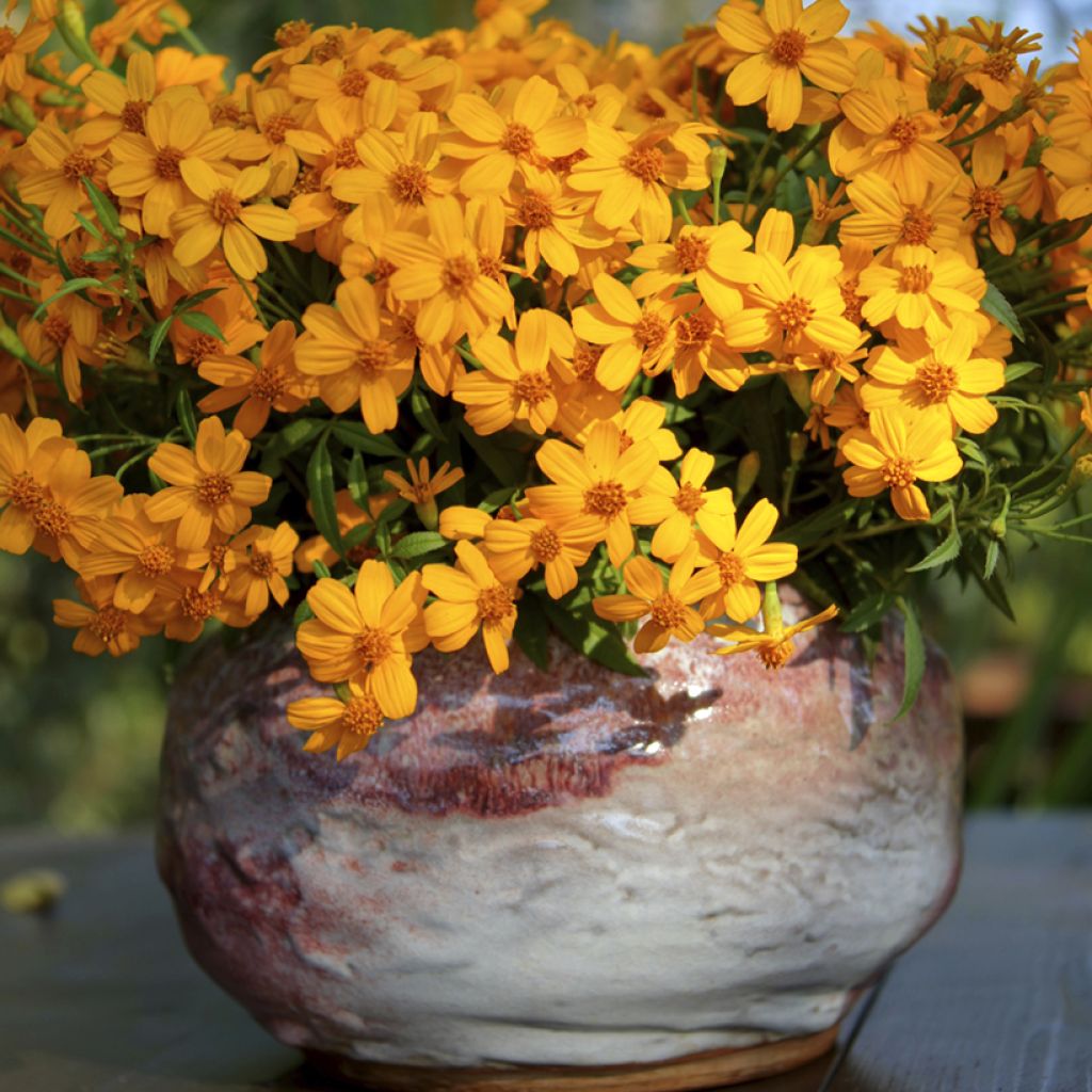Aufrechte Studentenblume lemmonii (Samen) - Tagetes