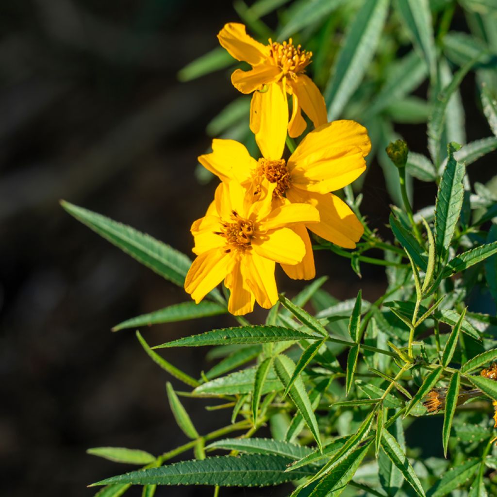Aufrechte Studentenblume lemmonii (Samen) - Tagetes
