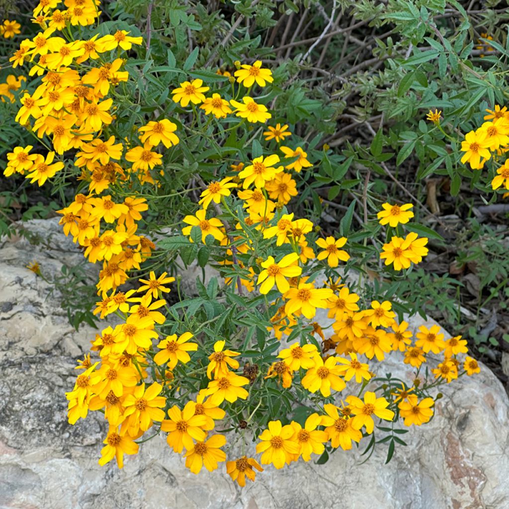 Aufrechte Studentenblume lemmonii (Samen) - Tagetes