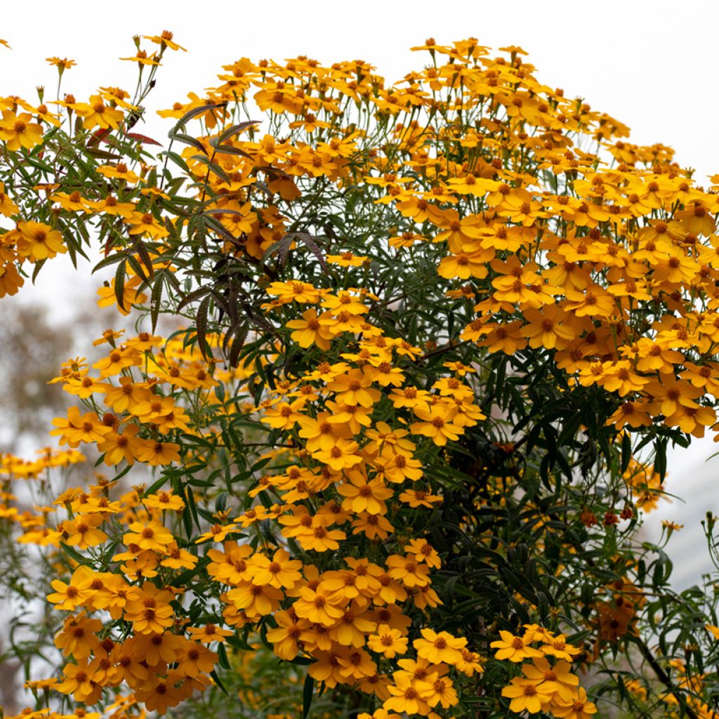 Aufrechte Studentenblume lemmonii (Samen) - Tagetes