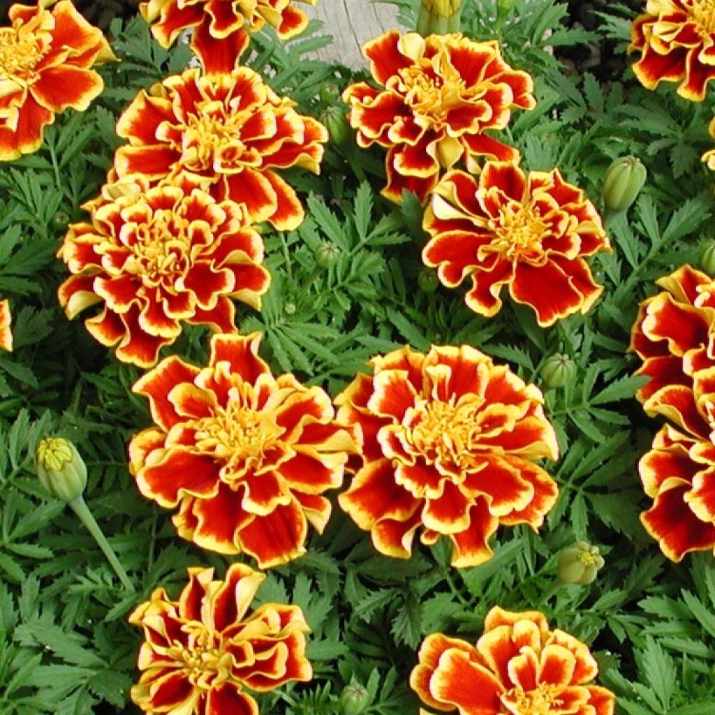 Oeillet d'Inde Queen Yellow Fire Mini-mottes