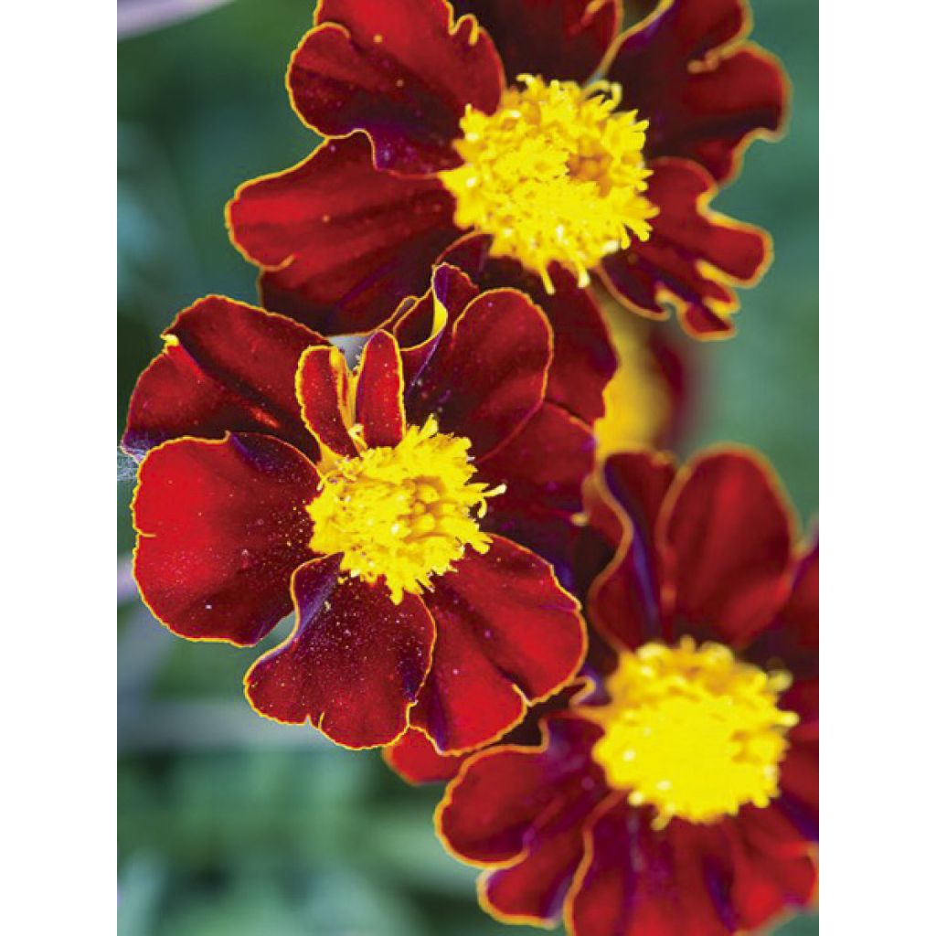 Studentenblume Red Knight