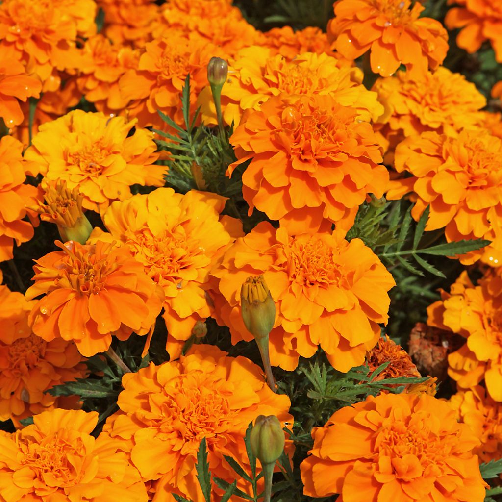 Studentenblume Durango Tangerine