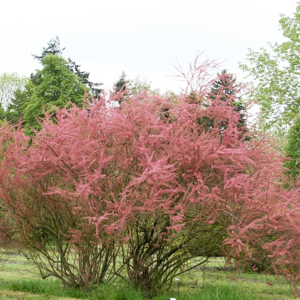 Tamaris ramosissima Rubra