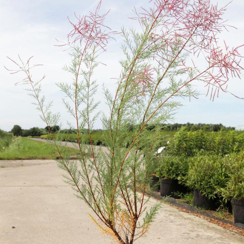 Tamaris ramosissima Rubra