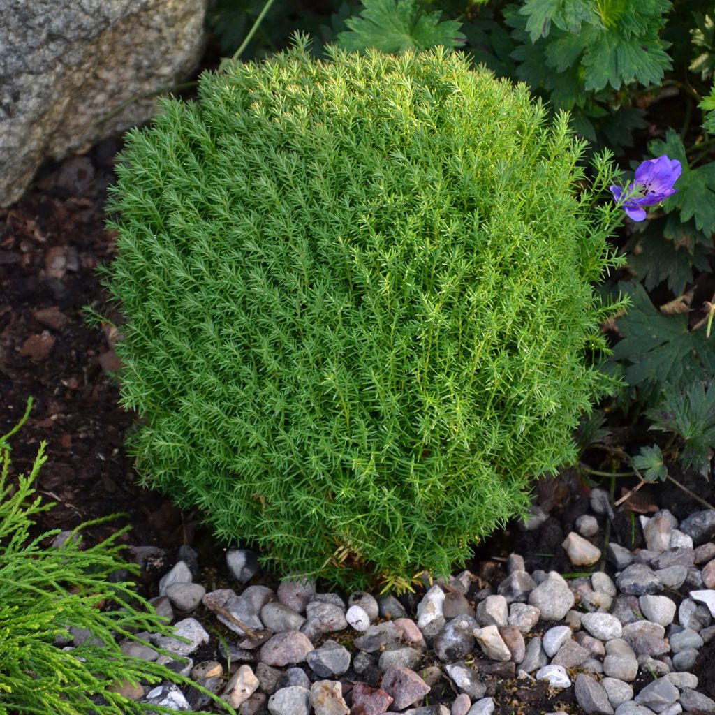 Thuja occidentalis Teddy