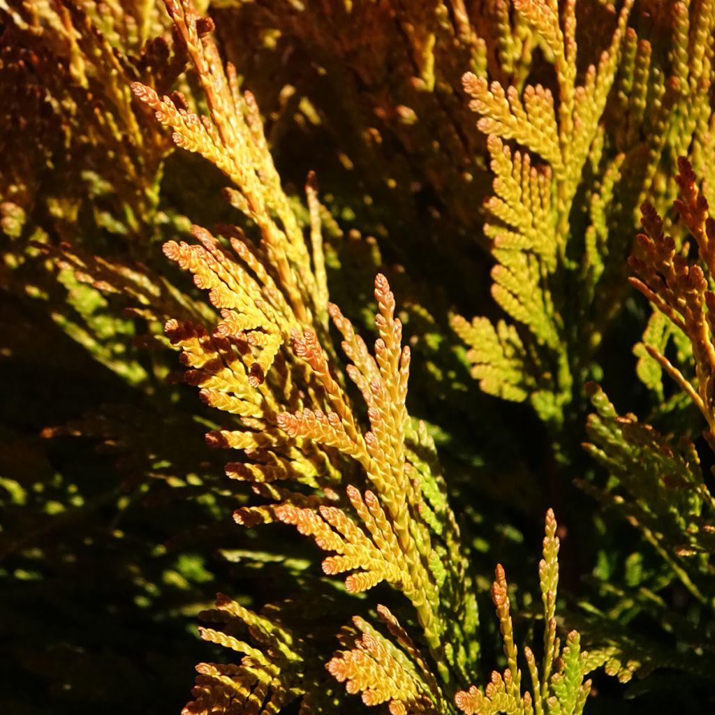 Thuja plicata 4 Ever Goldy