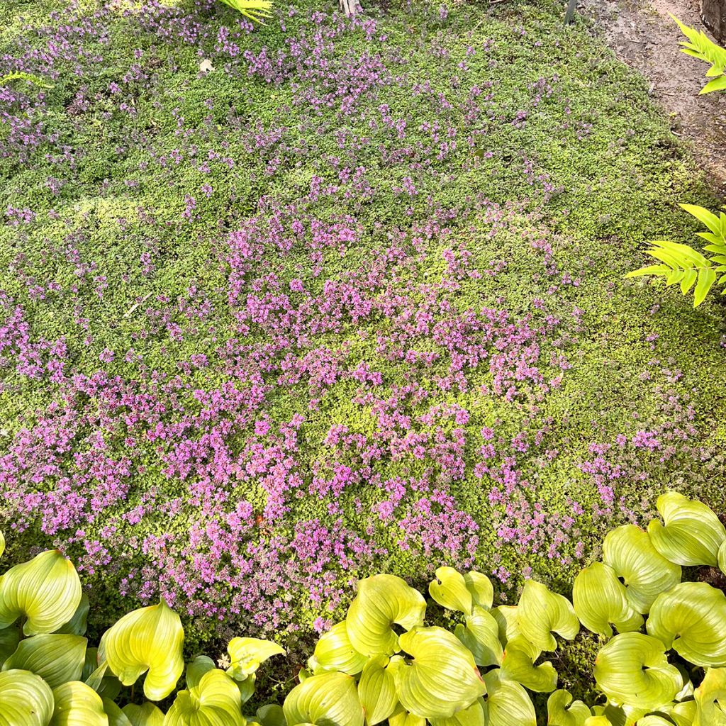 Wolliger Thymian - Thymus pseudolanuginosus