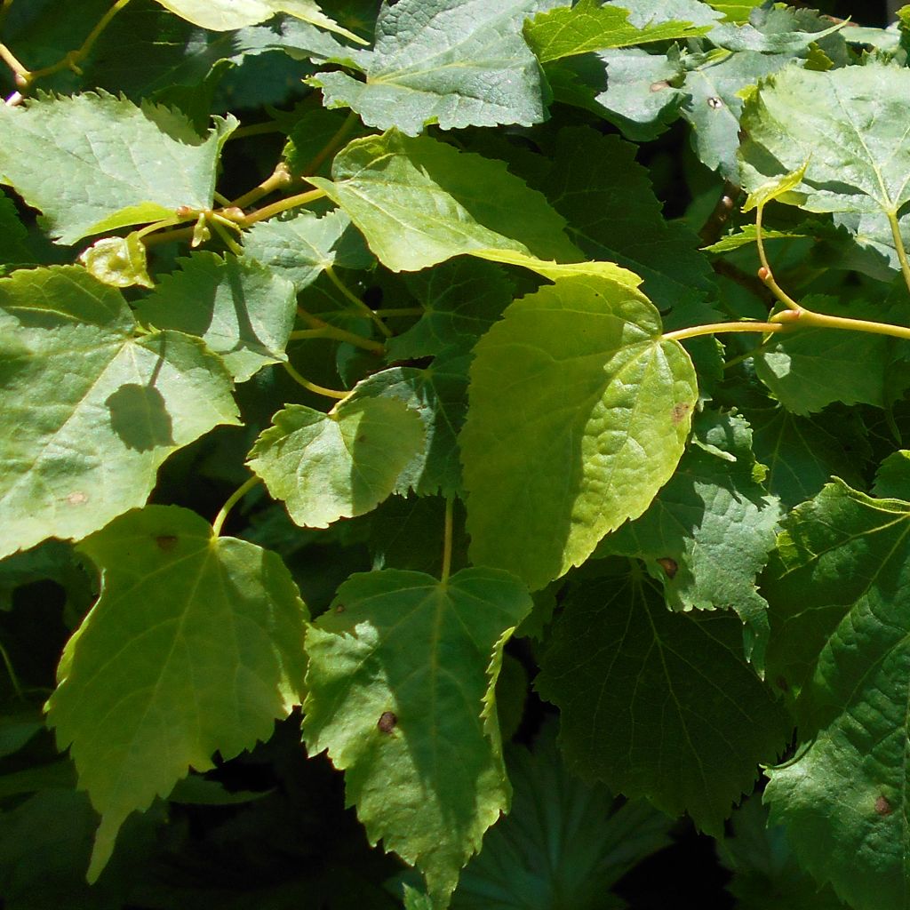 Winter-Linde Girard's Pendula Nana - Tilia cordata