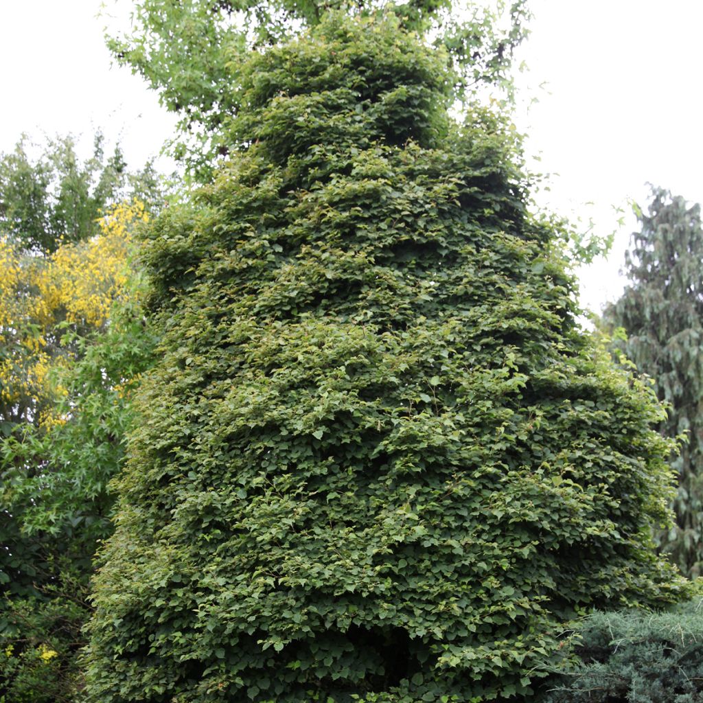Winter-Linde Lico - Tilia cordata