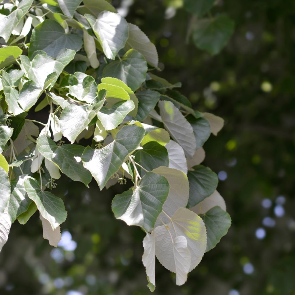 Silber-Linde - Tilia tomentosa