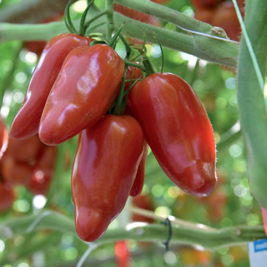 Tomate Licorna F1 Pflanzen