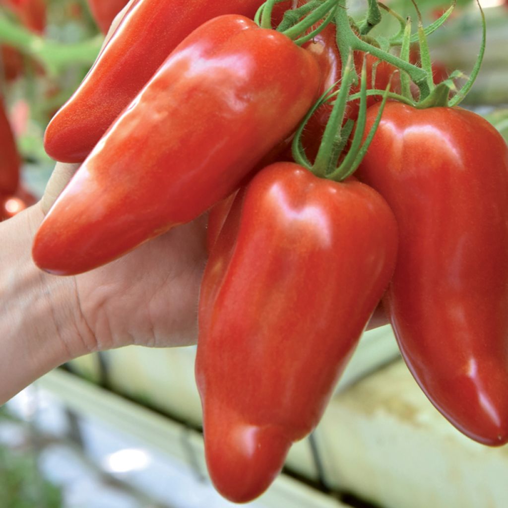 Tomate Licorna F1 Pflanzen