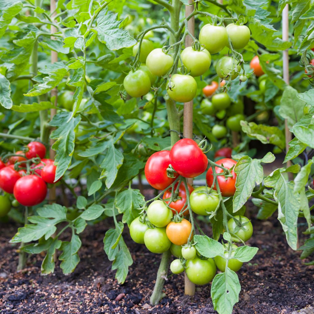 Tomate Moneymaker (BIO Samen)