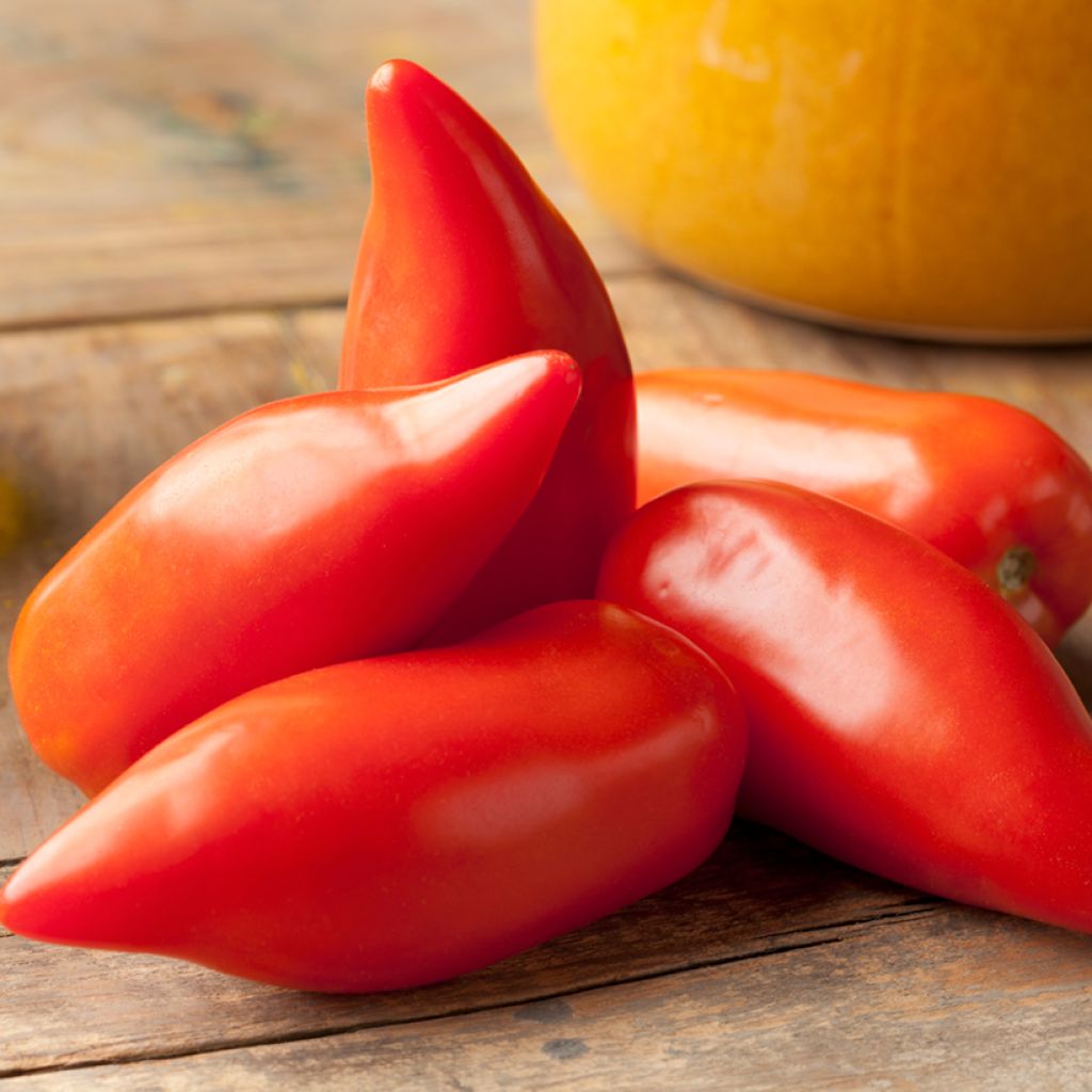 Tomate Andenhorn/Cornue des Andes Bio (Samen )