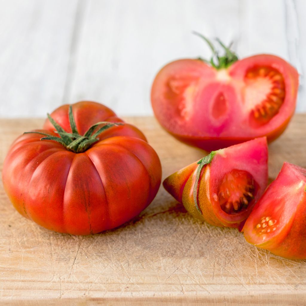 Bushtomate Faworyt (BIO Samen)