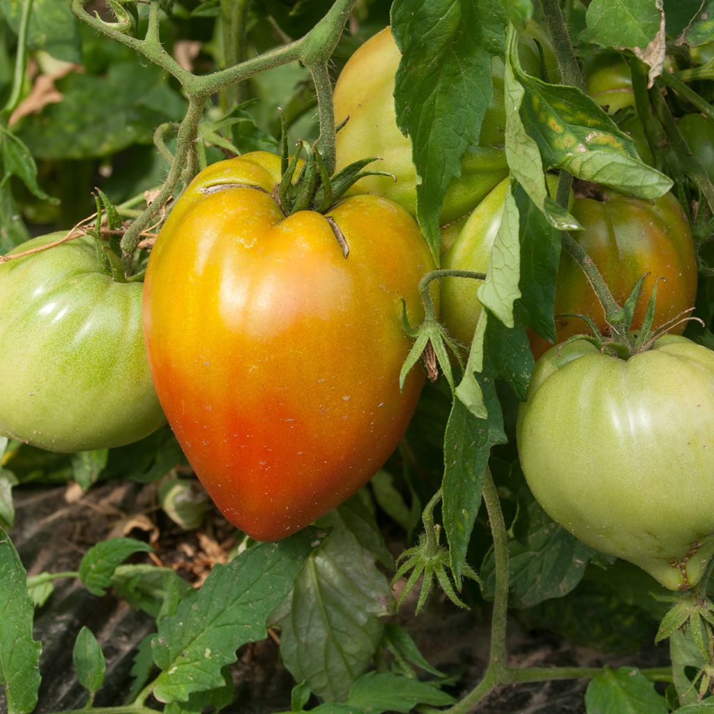 Tomate Ochsenherz Orange (Veredelte Tomate)