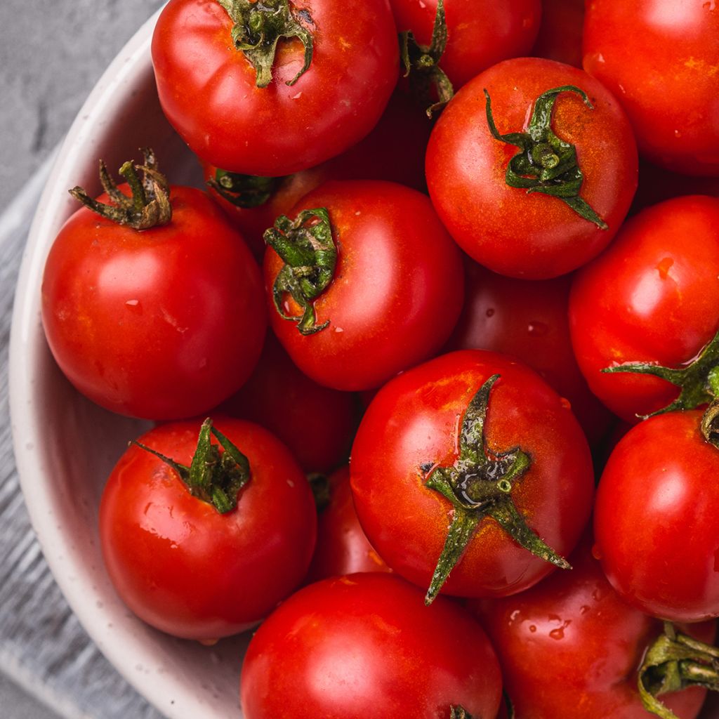 Kirschtomate Pépite - Vilmorin