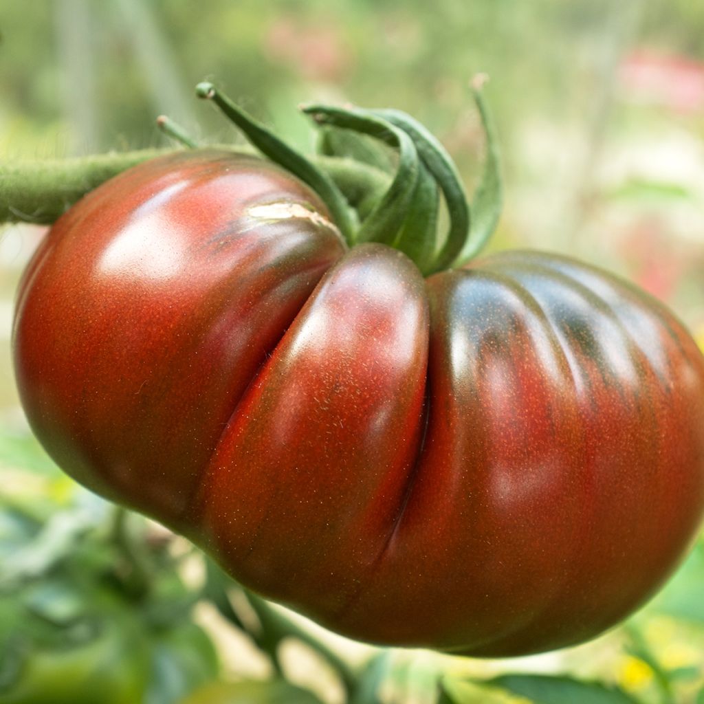 Tomate Russe rouge (Pflanzen)