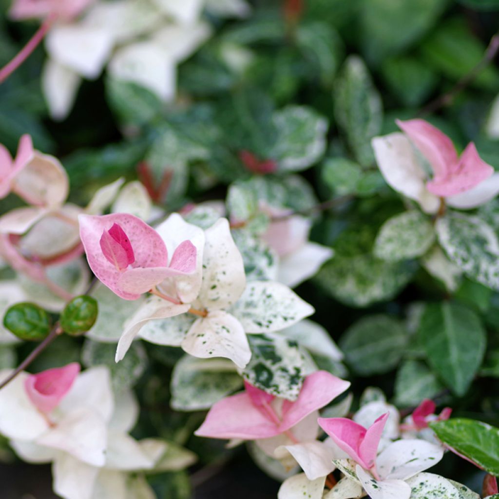 Gelber Sternjasmin Tricolor - Trachelospermum
