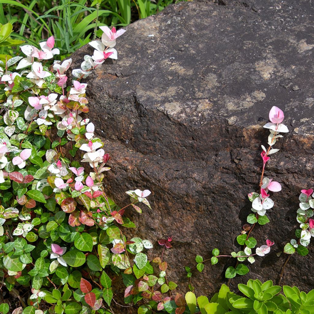 Gelber Sternjasmin Tricolor - Trachelospermum