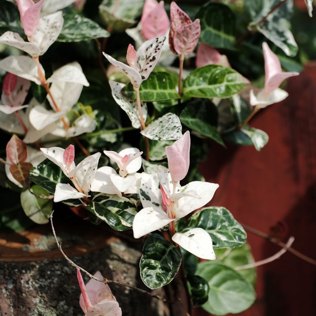 Gelber Sternjasmin Tricolor - Trachelospermum