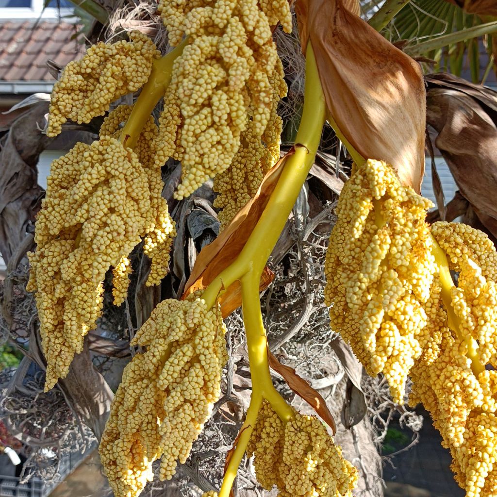 Trachycarpus fortunei - Fächerpalme