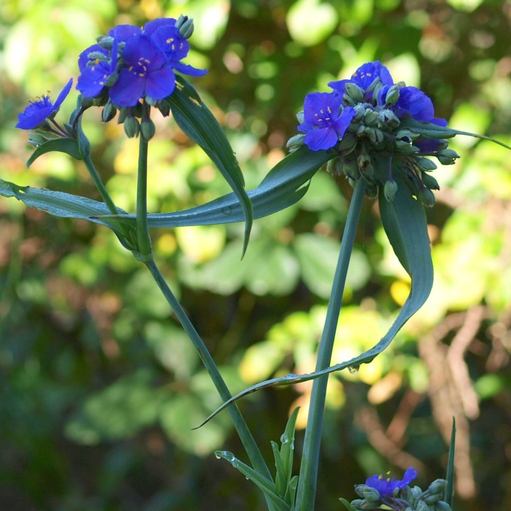 Tradescantia andersoniana Isis - Dreimasterblume
