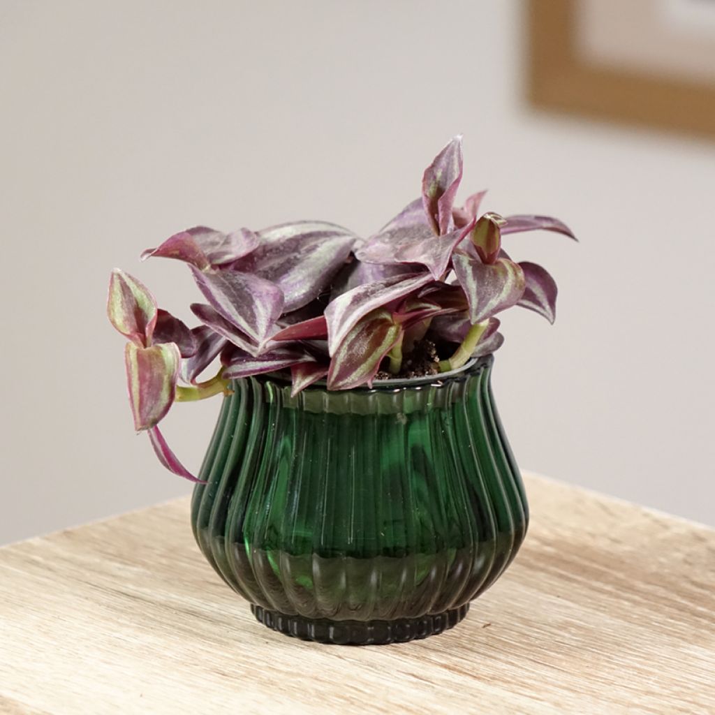 Zebrakraut - Tradescantia zebrina Purple Joy