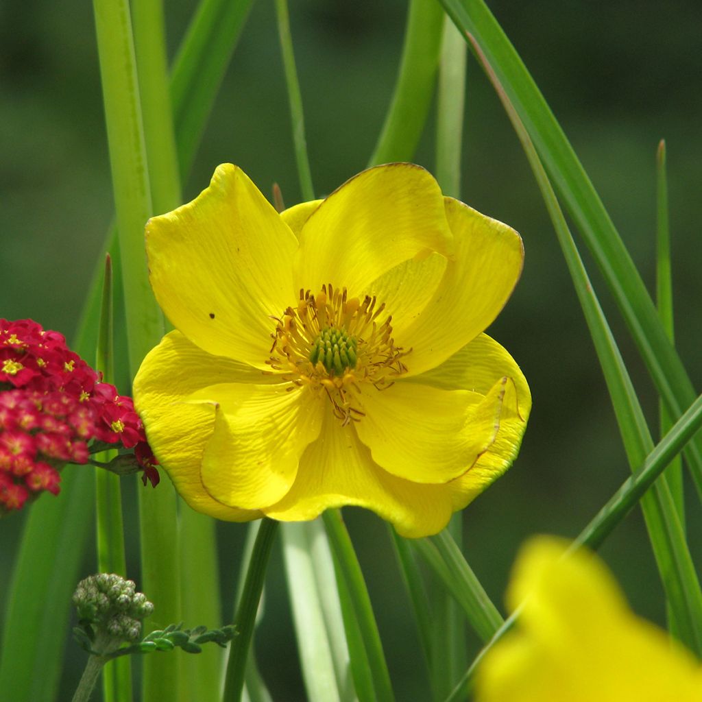 Kurzkronige Trollblume - Trollius stenopetalus