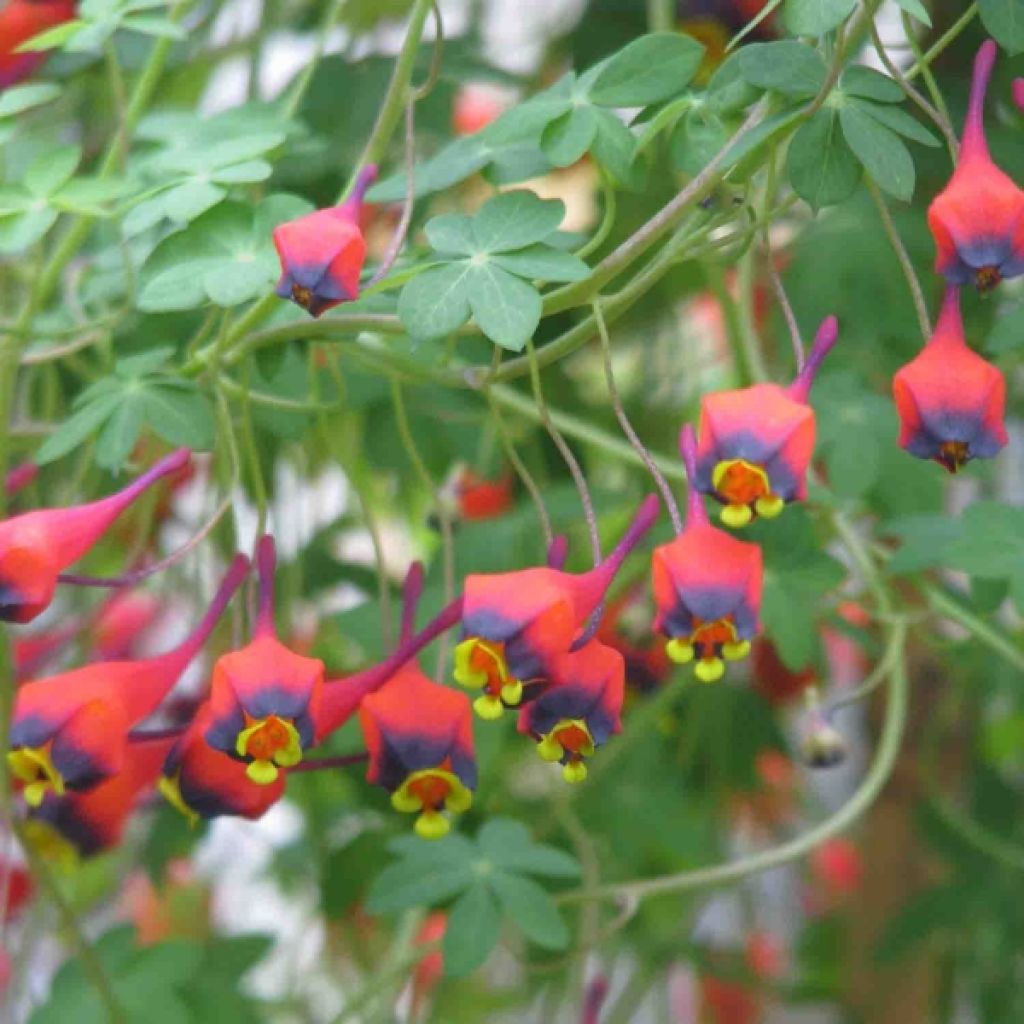 Tropaeolum tricolor - Kletternde Kapuzinerkresse