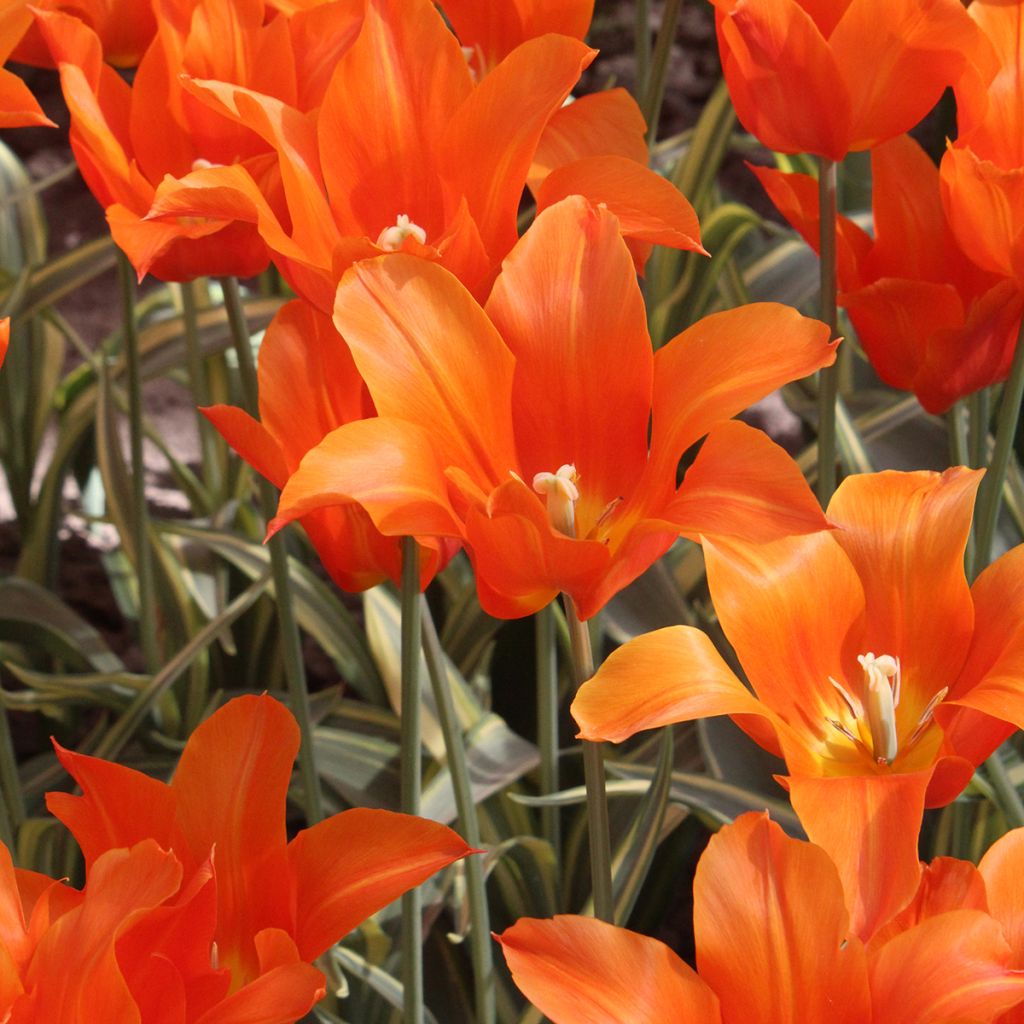 Lilienblütige Tulpe Ballerina