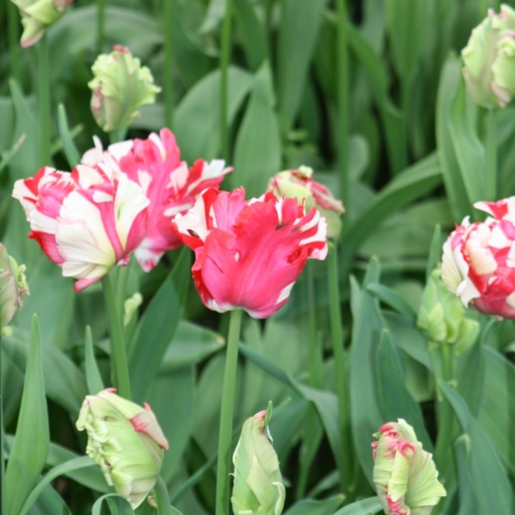 Papageien-Tulpe Estella Rijnveld