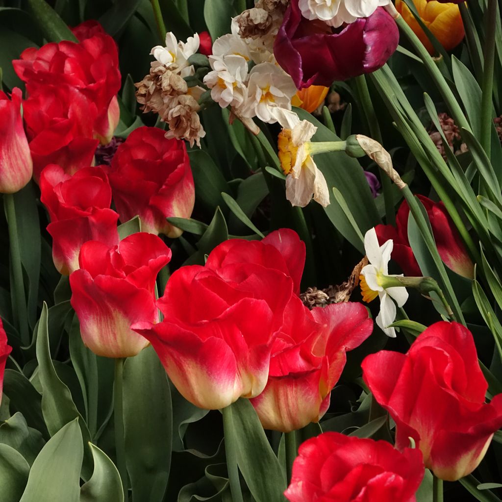 Triumph-Tulpe Match