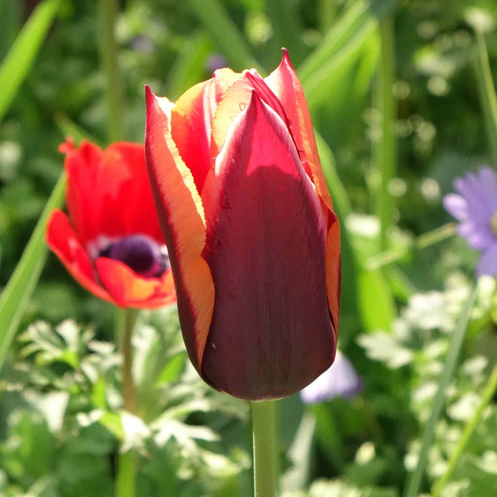 Triumph-Tulpe Muvota