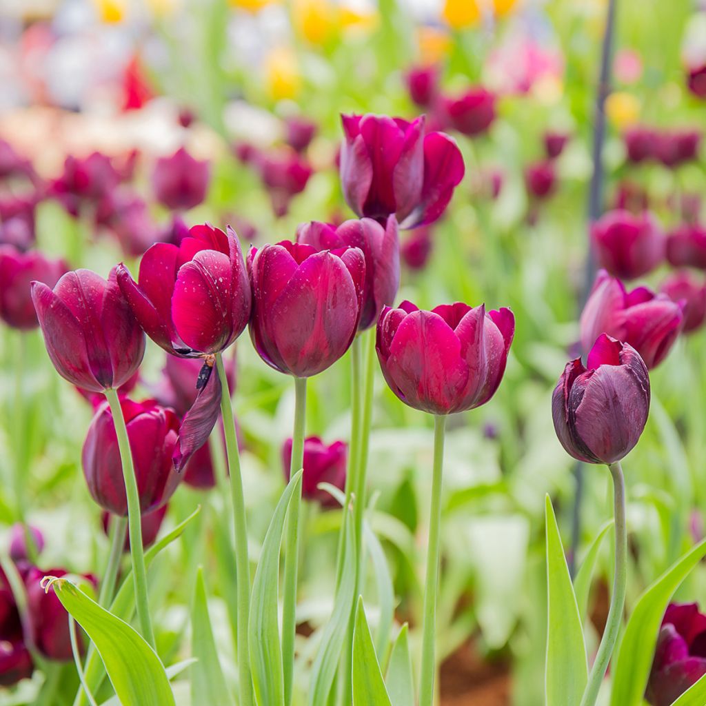 Triumph-Tulpe Ronaldo