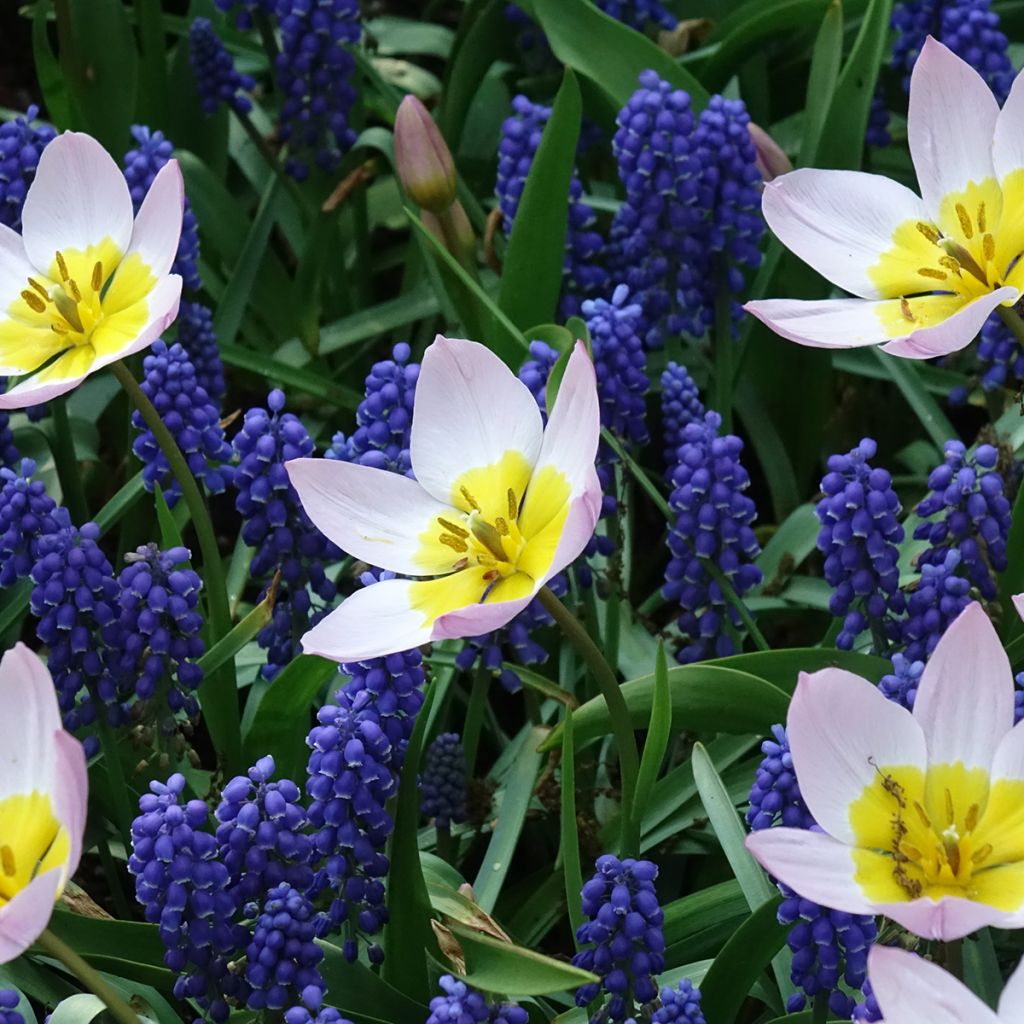 Tulipa bakeri Lilac Wonder - Felsen-Tulpe