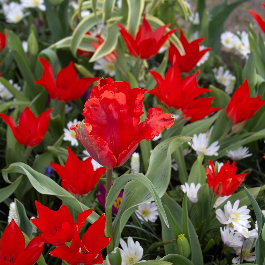 Tulipa praestans Fusilier - Vortreffliche Tulpe