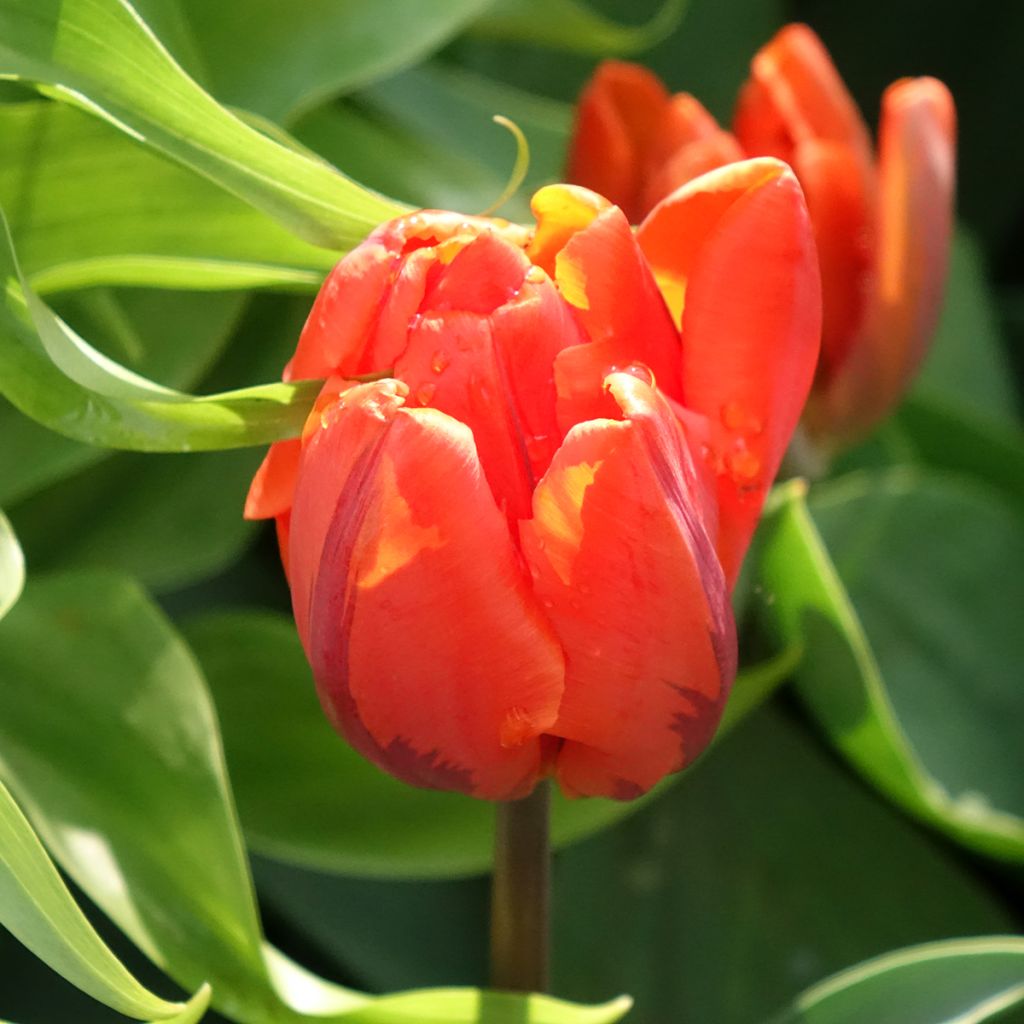 Frühe Gefüllte Tulpe Hermitage