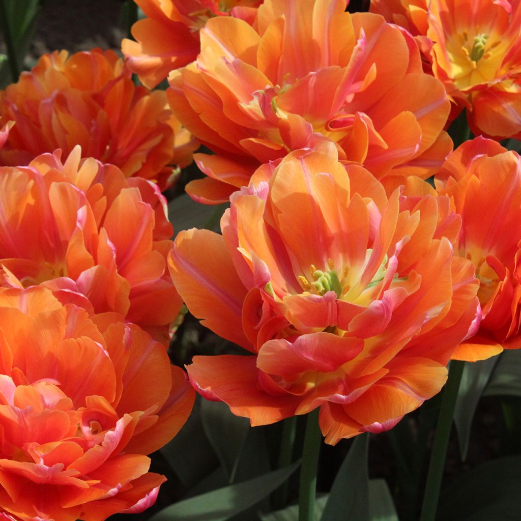 Frühe Gefüllte Tulpe Orca
