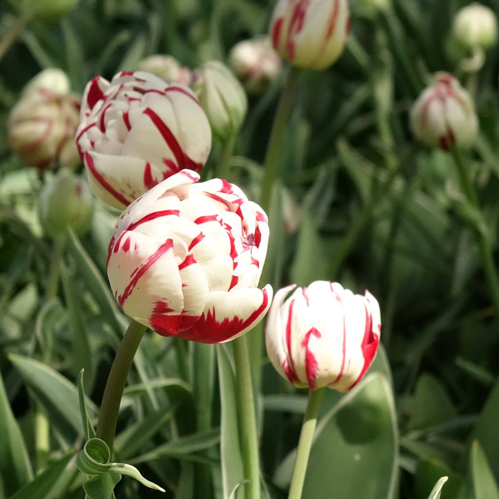 Späte Gefüllte Tulpe Carnaval de Nice