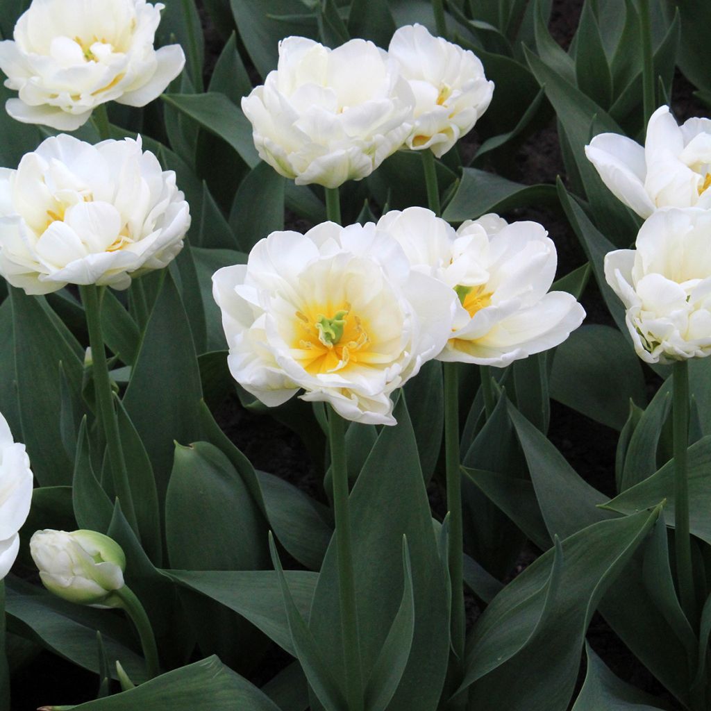 Späte Gefüllte Tulpe Cool 