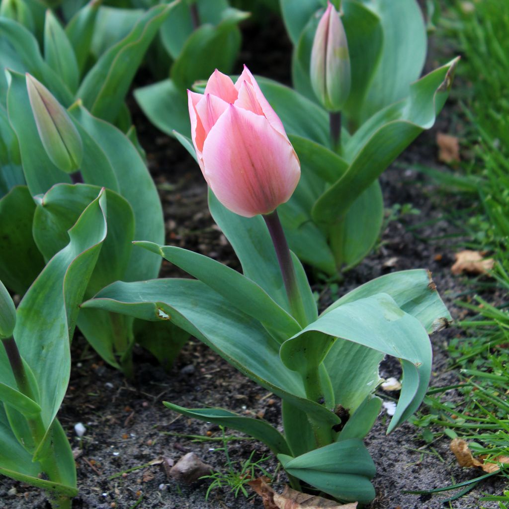 Tulipa fosteriana Albert Heijn