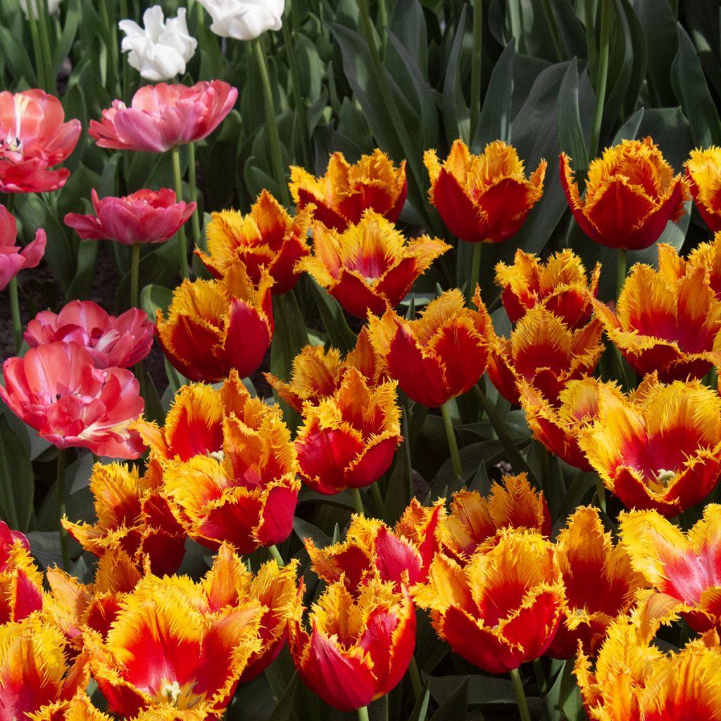 Tulipa fosteriana Sweetheart