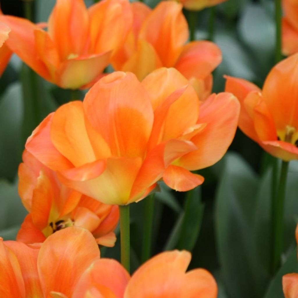 Tulipa fosteriana Orange Emperor