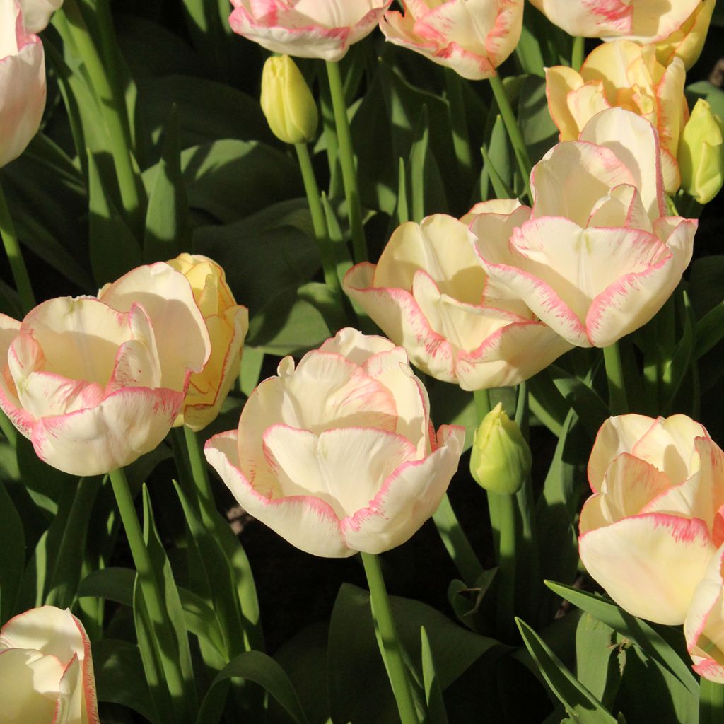 Mehrblütige Tulpe Rosy bouquet