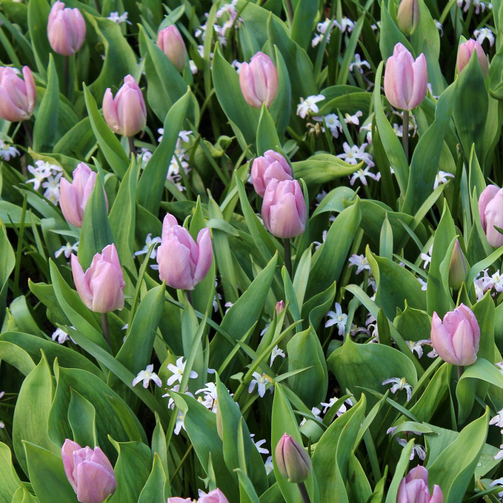 Frühe Einfache Tulpe Candy Prince