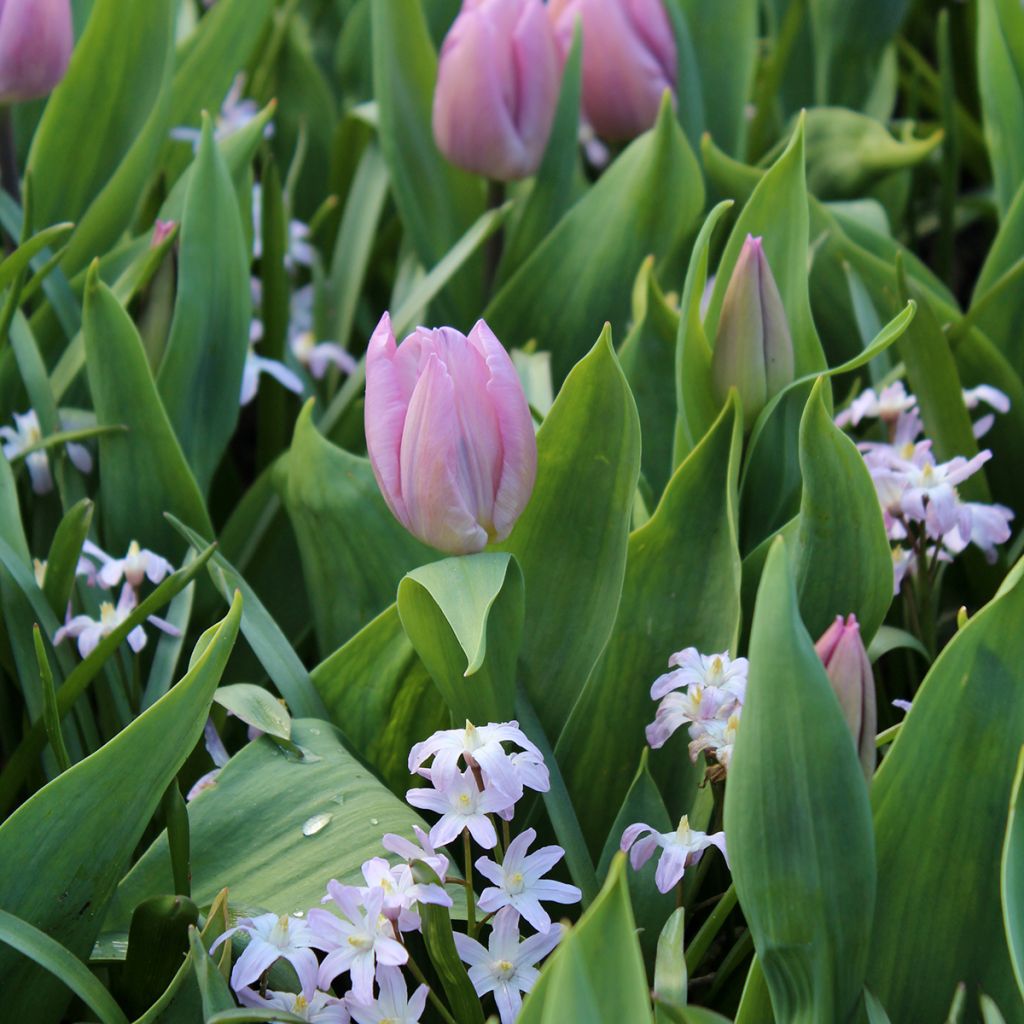 Frühe Einfache Tulpe Candy Prince